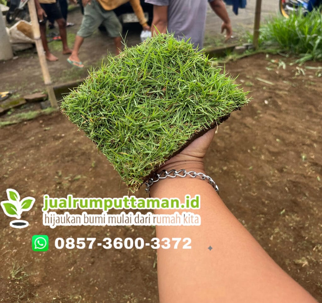 rumput taman blora