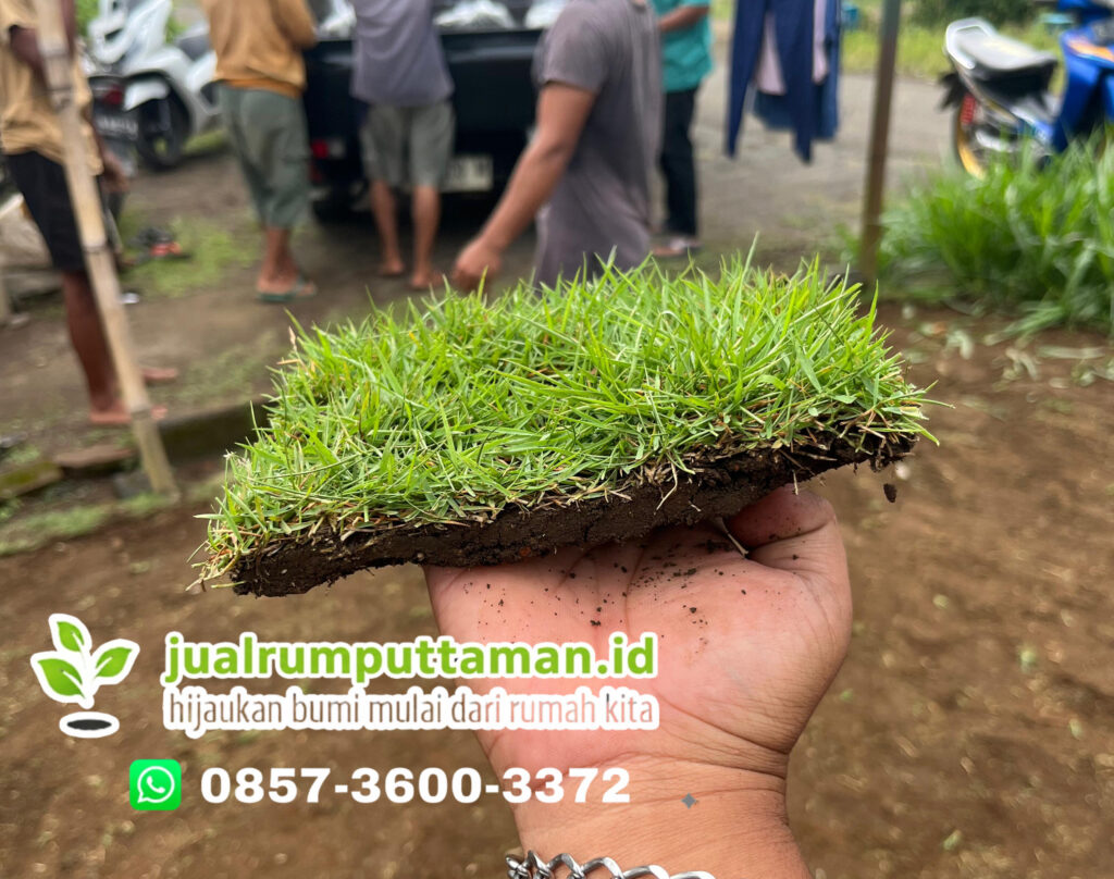 harga rumput jepang bandung barat