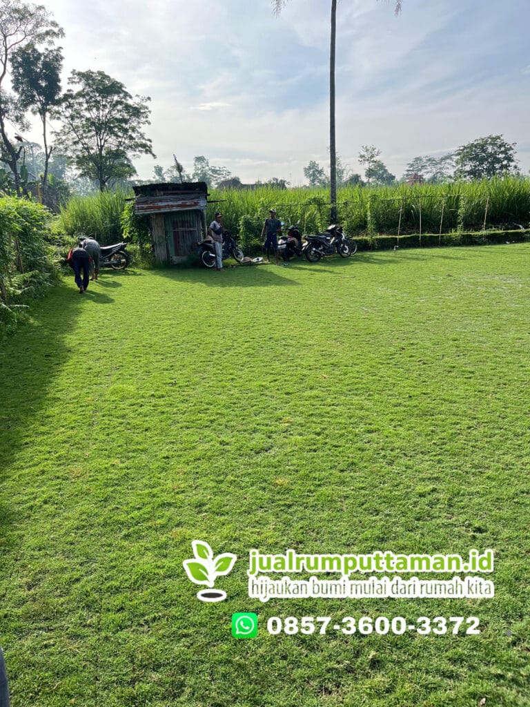rumput taman sleman termurah