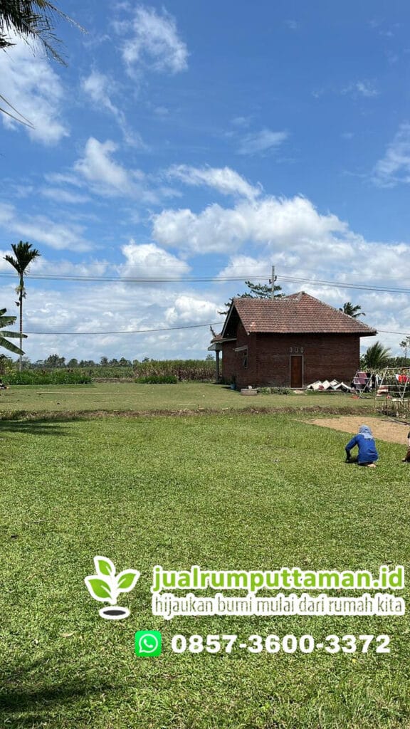 rumput gajah mii kota yogya