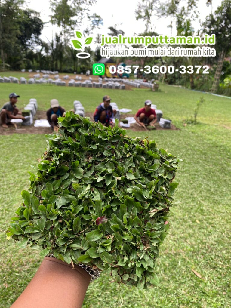 rumput gajah mini siap tanam