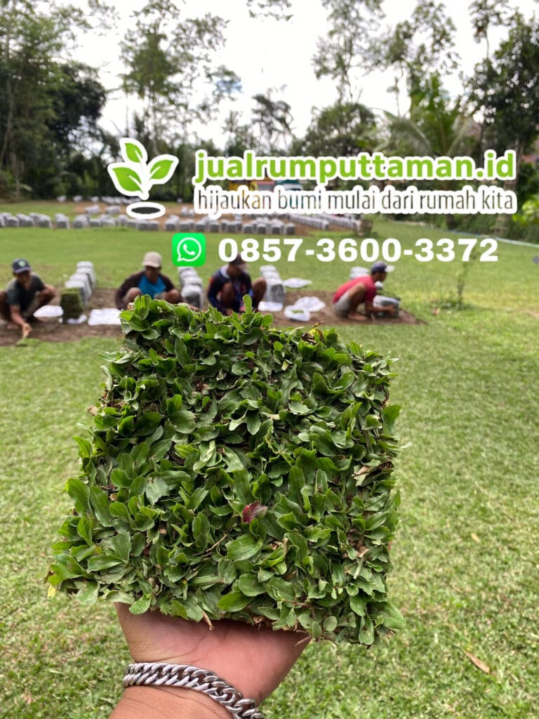rumput gajah mini sleman