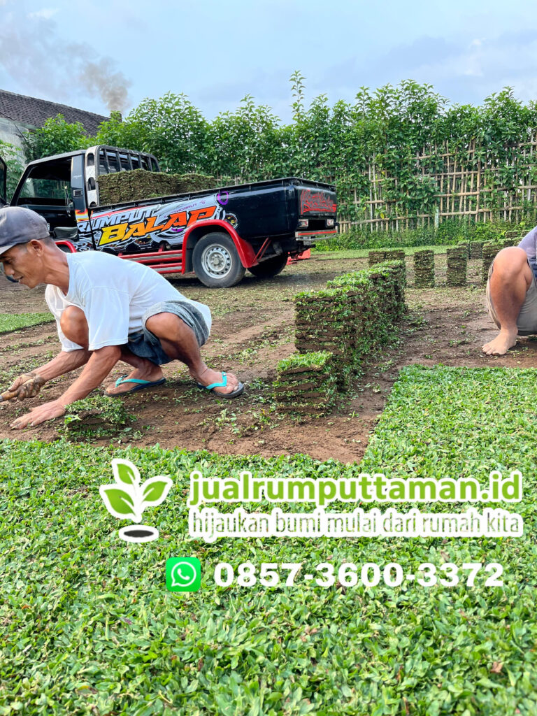 jual rumput taman bogor