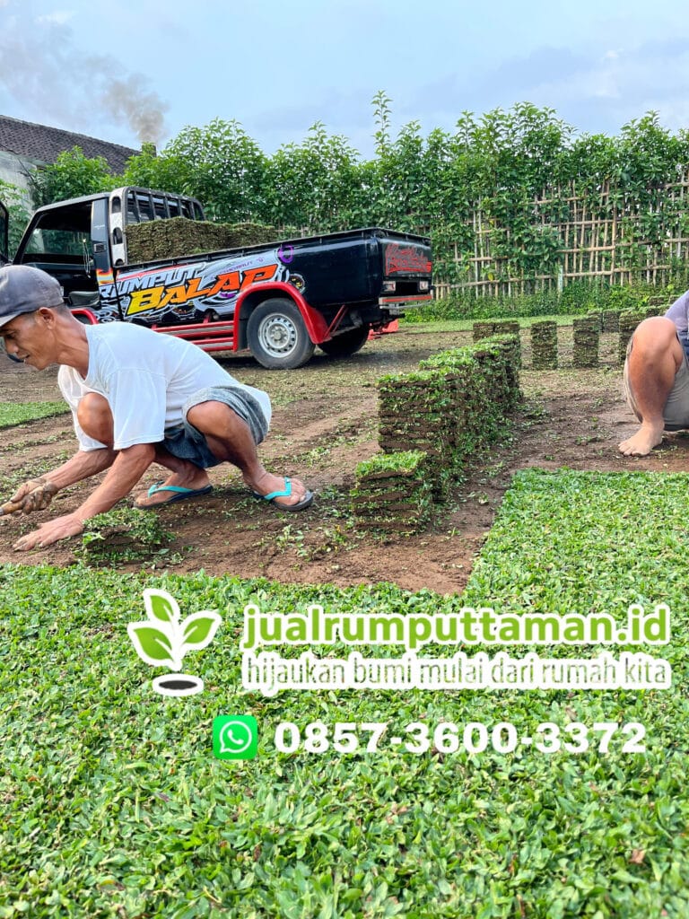 rumput taman kendal termurah
