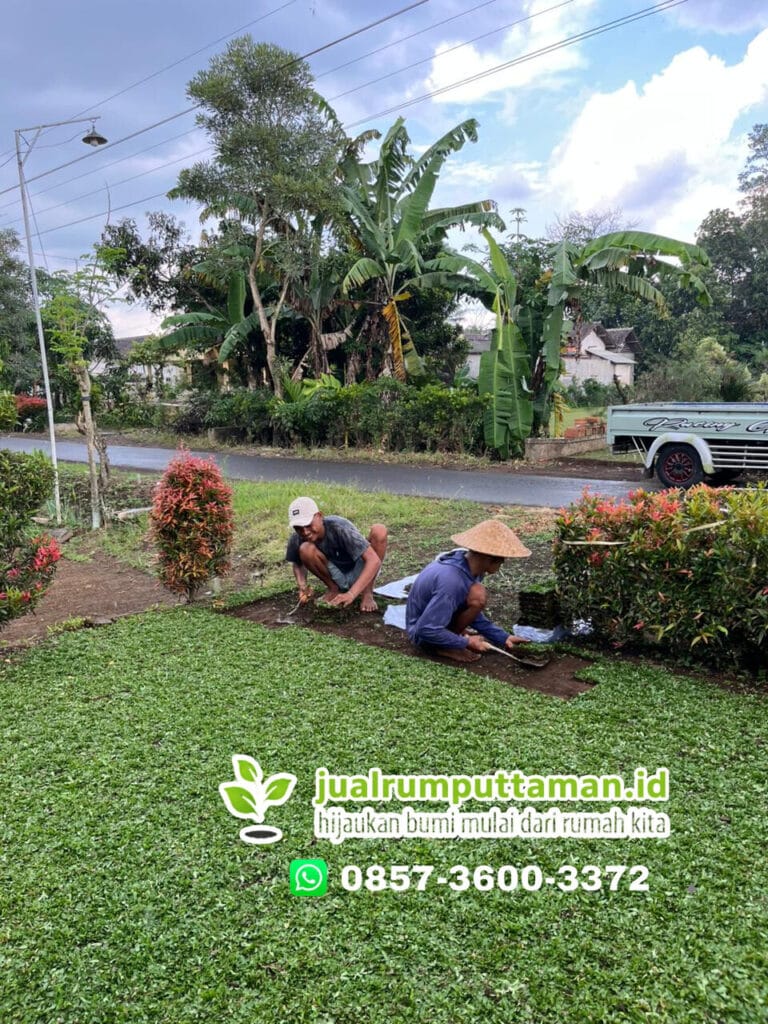 supplier rumput taman kediri murah