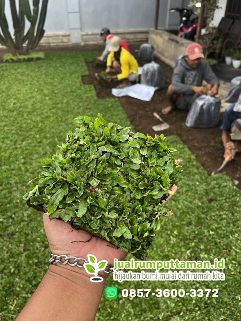 jual rumput gajah mini karanganyar