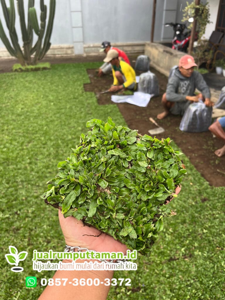 supplier rumput gajah mini karanganyar