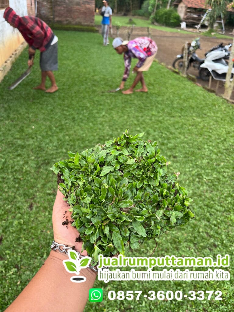 rumput taman termurah semarang