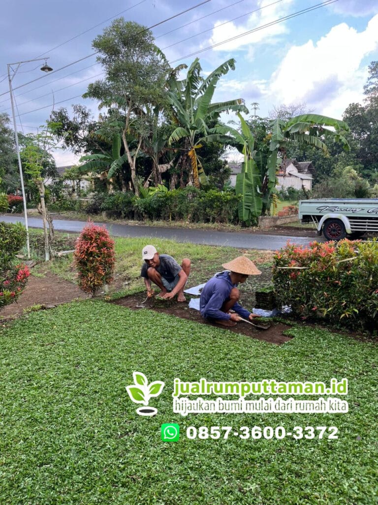 jual rumput taman
