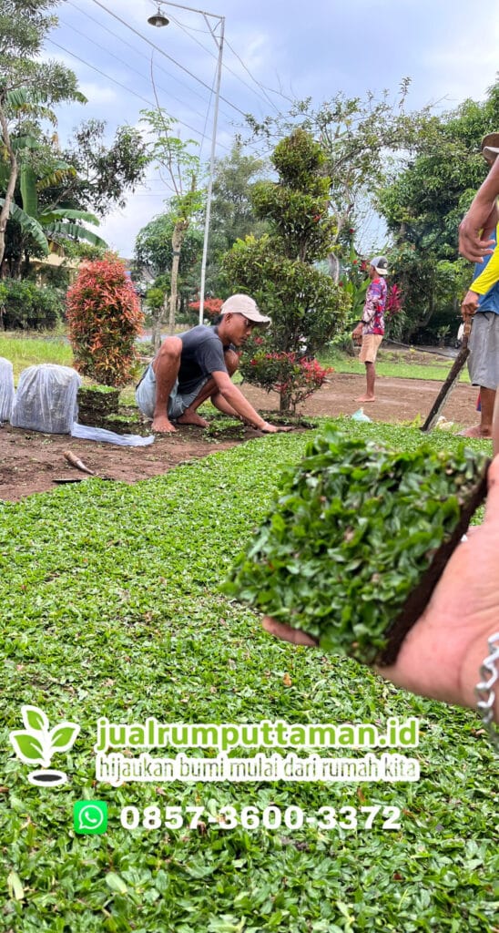 jual rumput taman kebumen