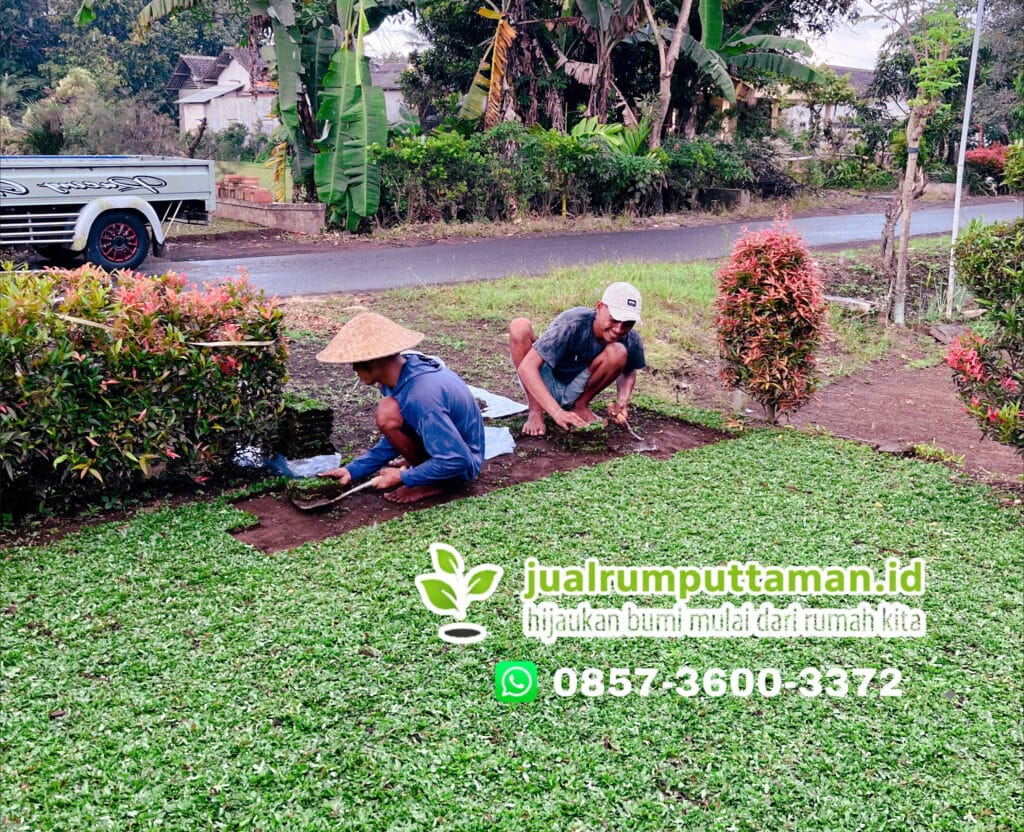 harga rumput taman madiun