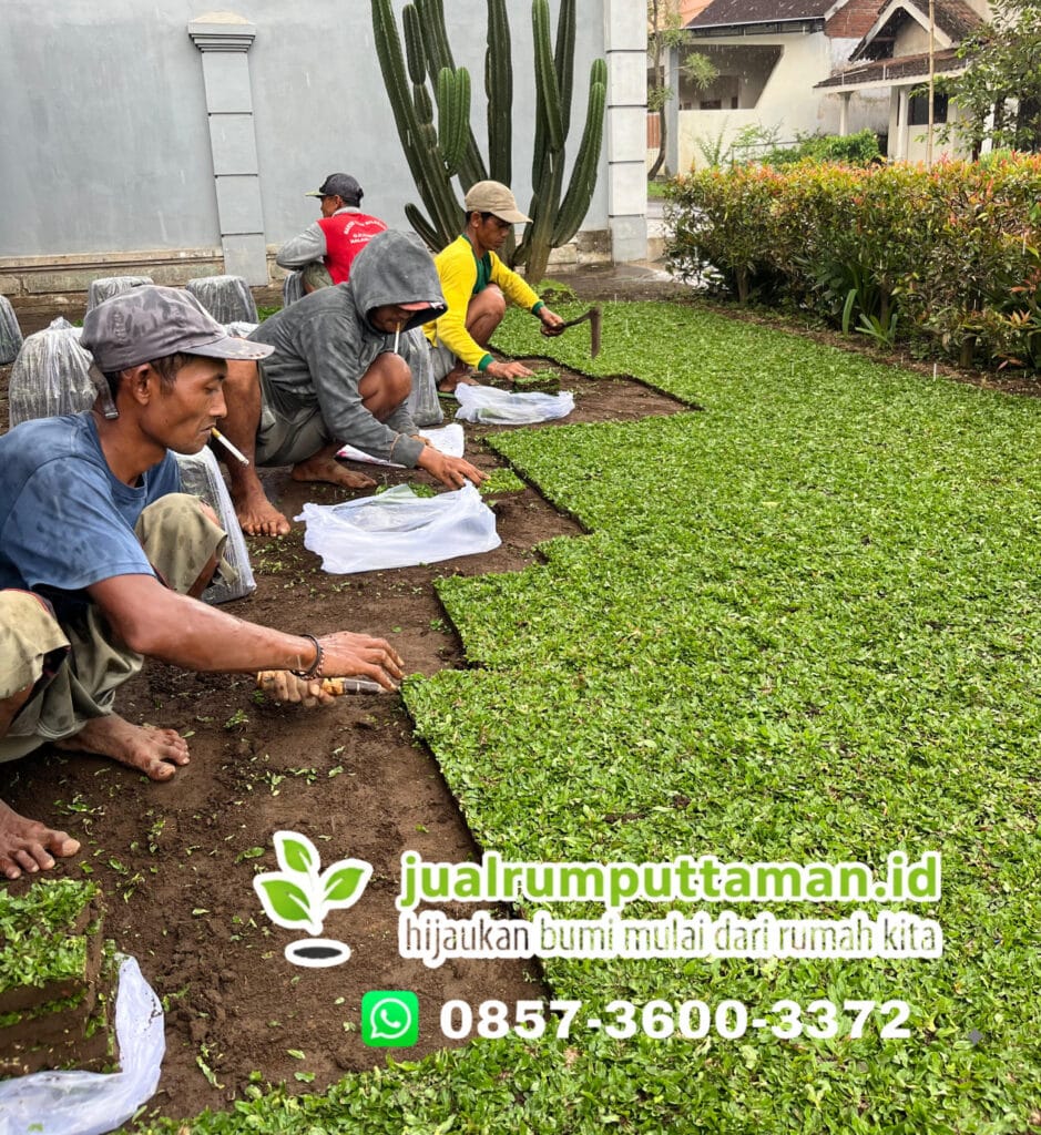 harga rumput taman terbaik