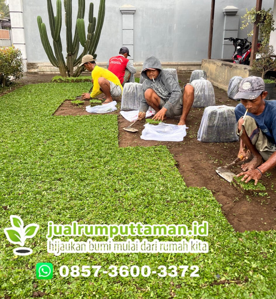 jual rumput taman surakarta