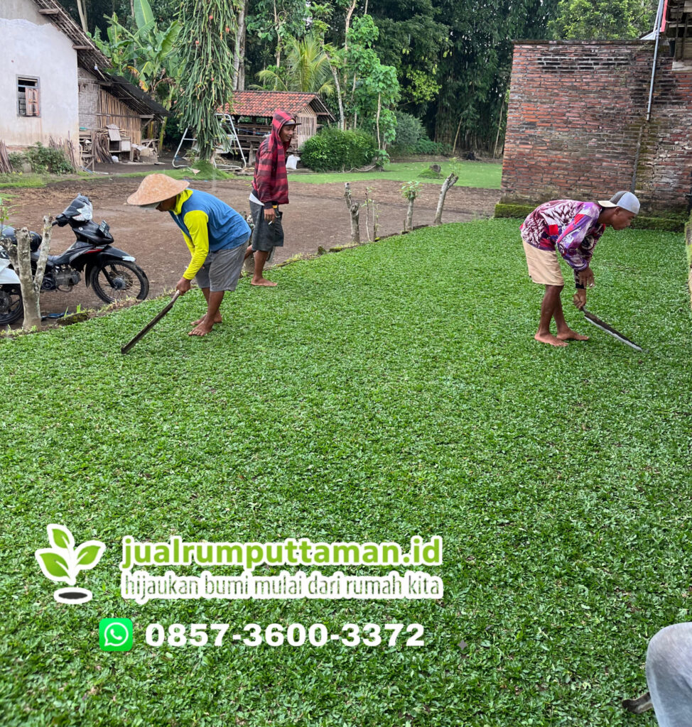 jual rumput taman bogor
