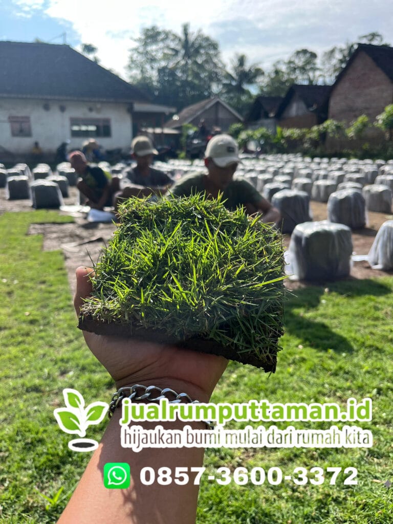 harga rumput jepang kota pekalongan