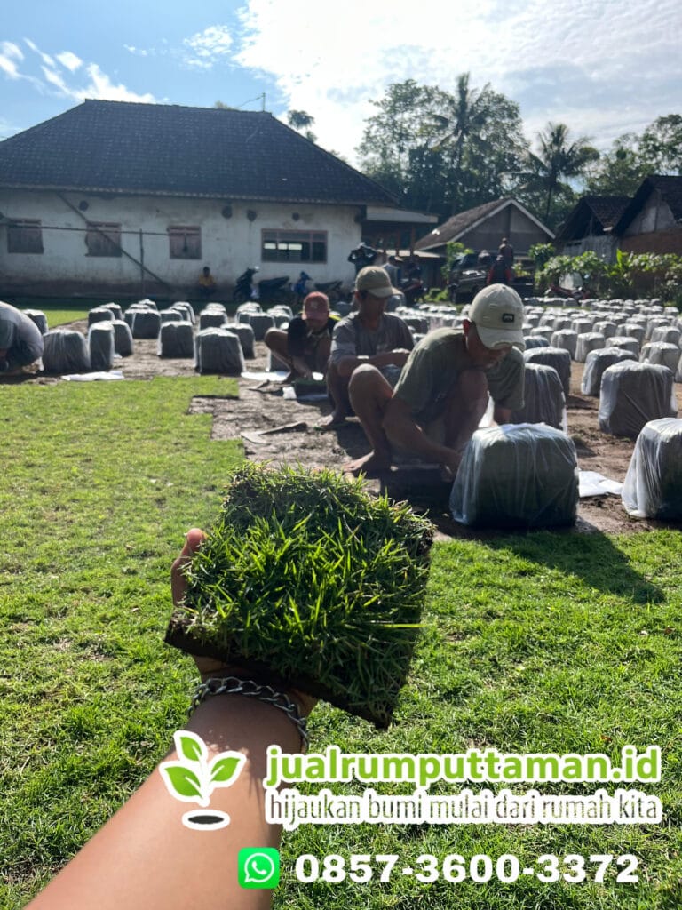 rumput taman magetan