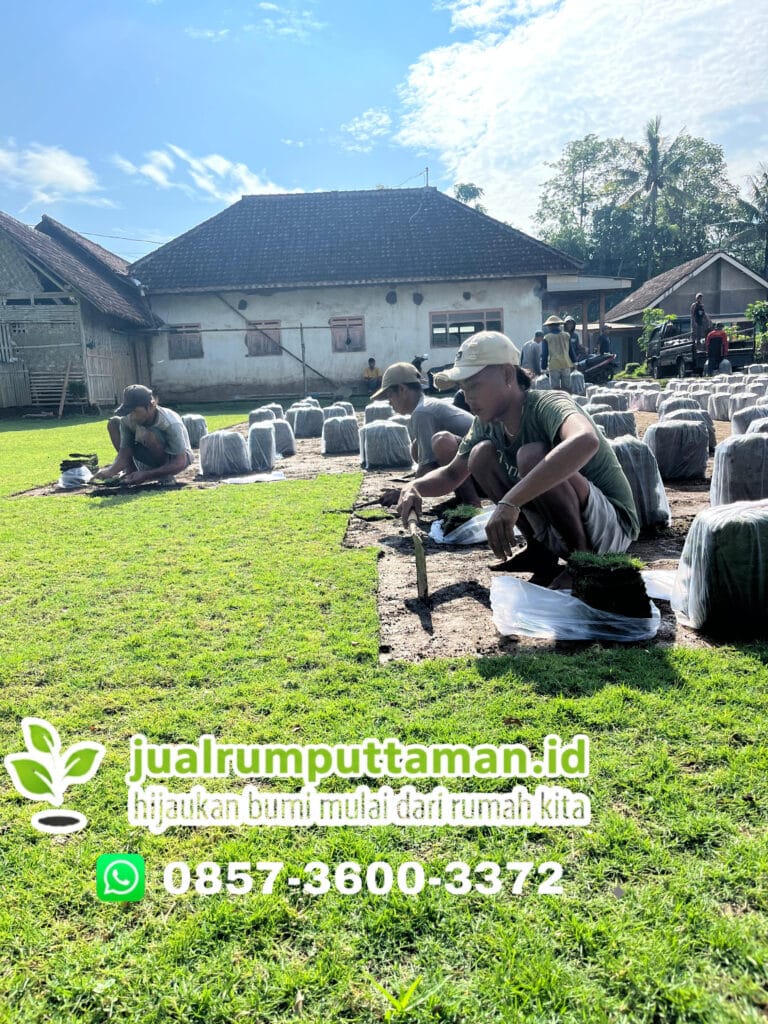 supplier rumput taman kendal
