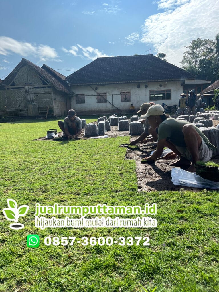 supplier rumput jepang temanggung