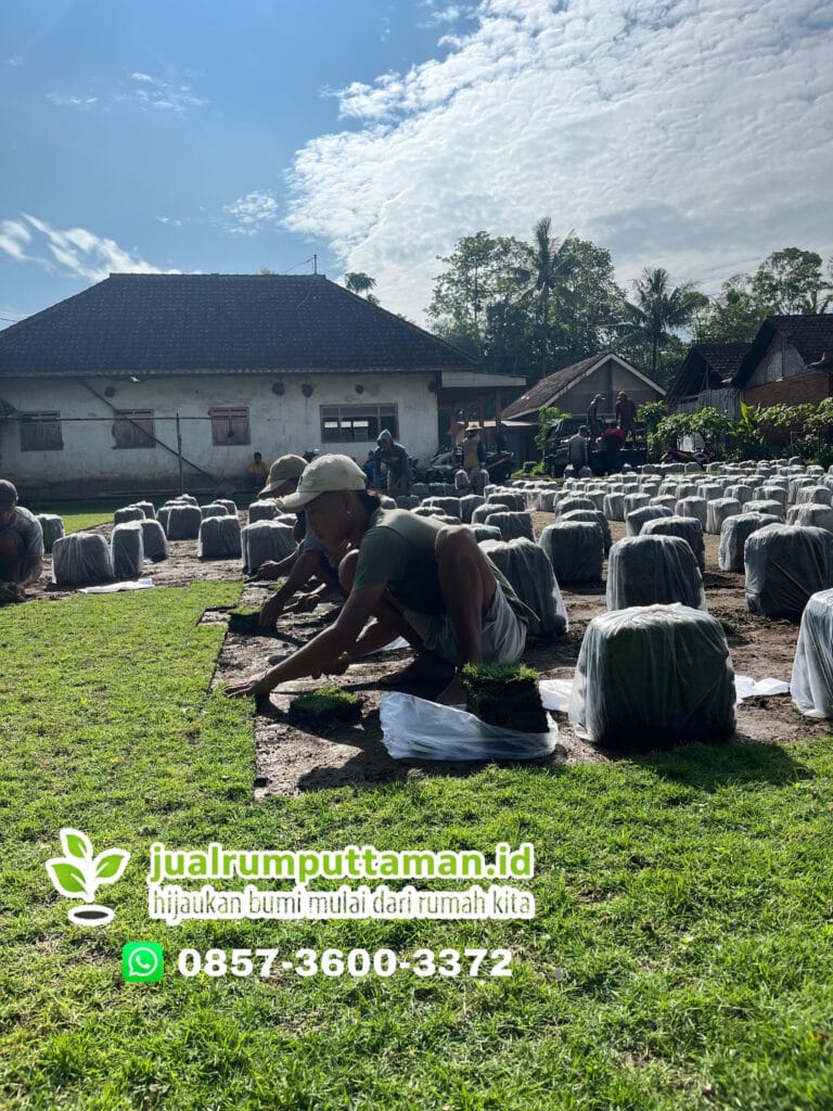harga rumput golf magetan terbaru
