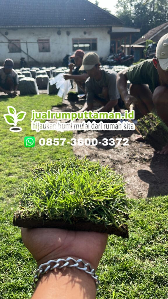 rumput taman blora