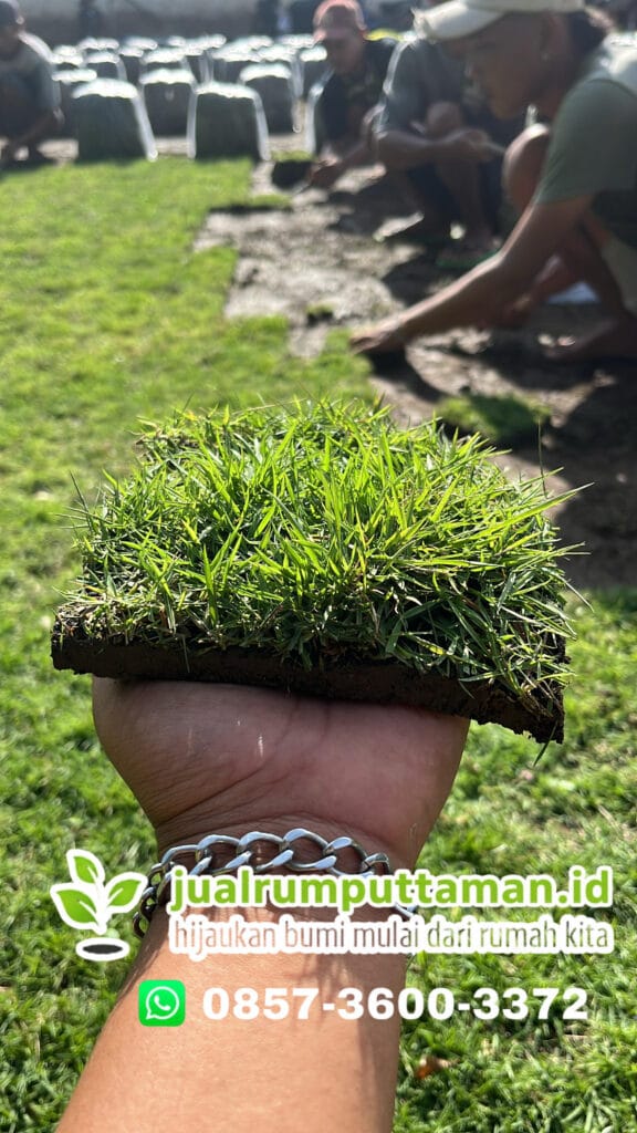 rumput taman terbaik murah kediri