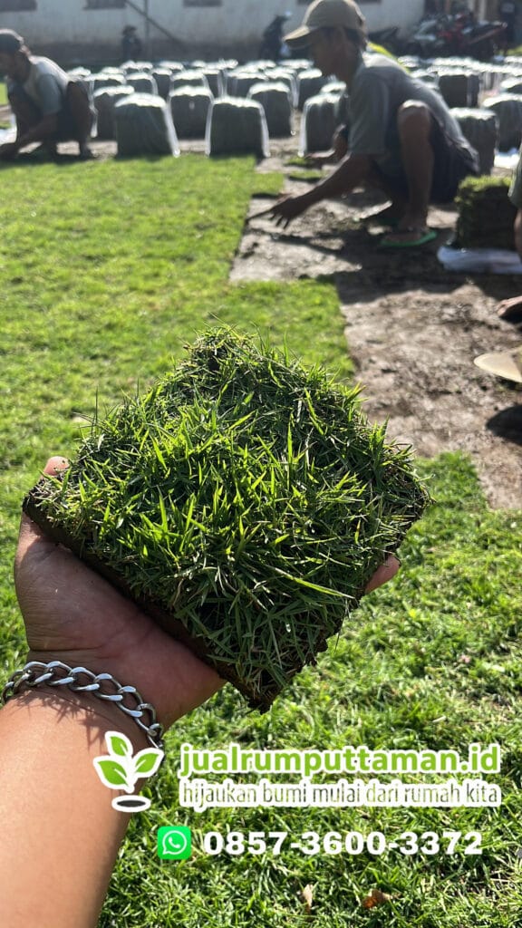 harga rumput taman kota kediri