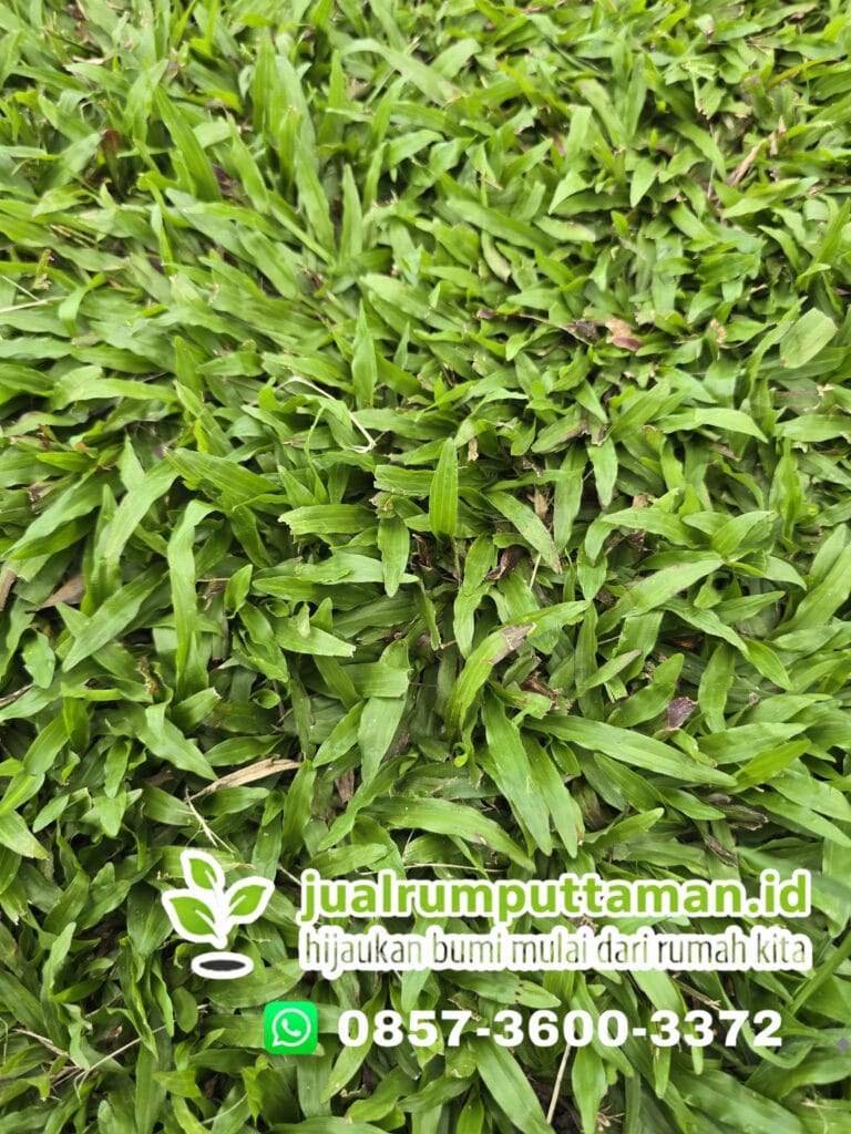 harga rumput taman klaten