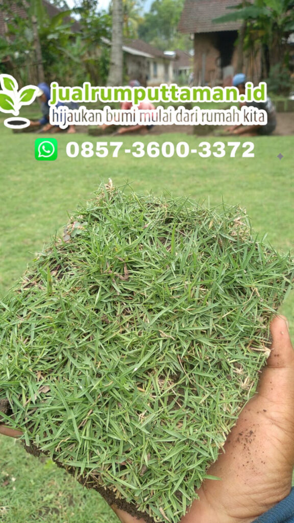jual rumput jepang serang