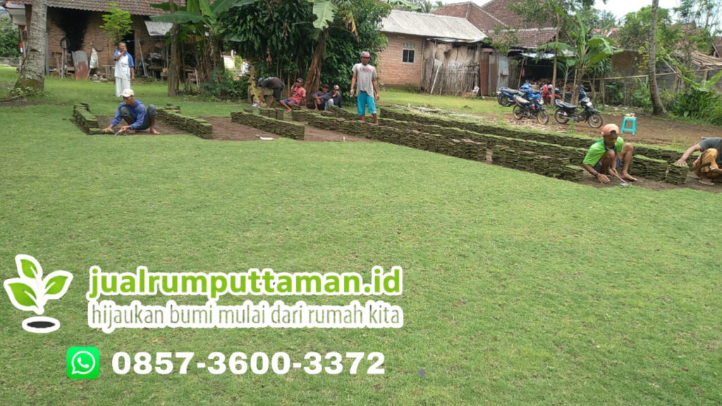 supplier rumput taman badung