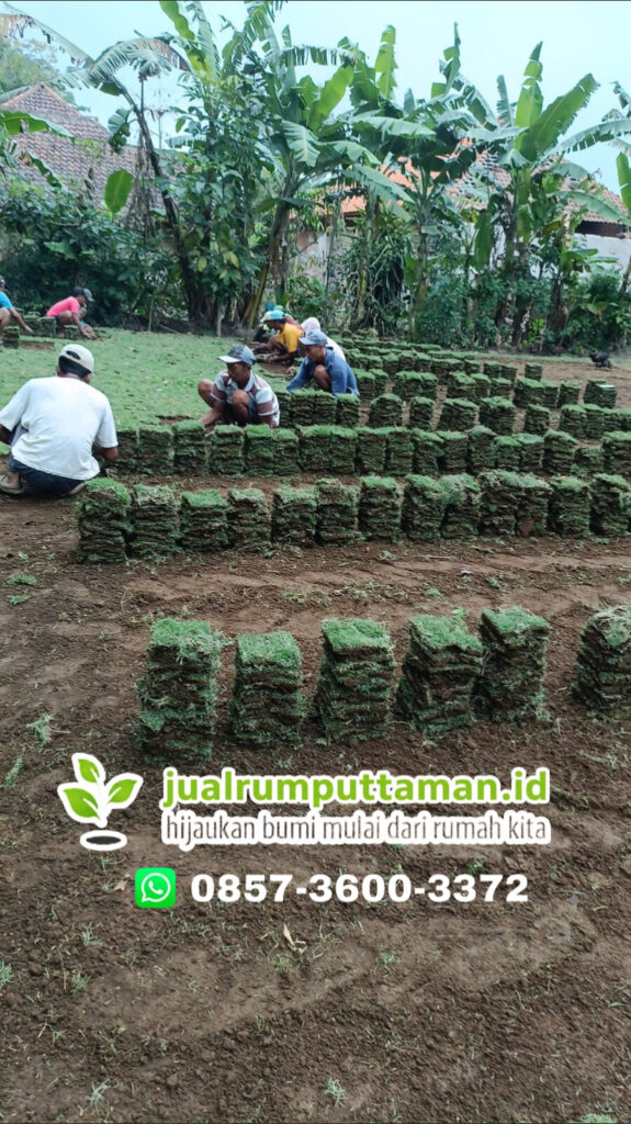 supplier rumput taman jakarta selatan