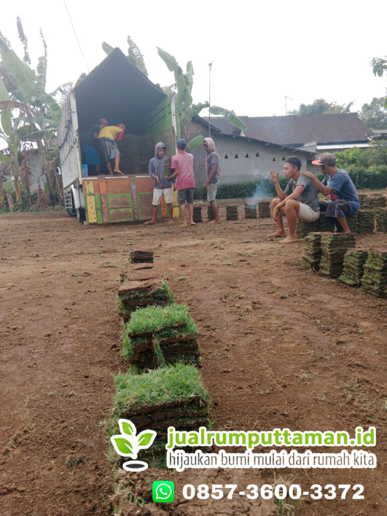 supplier rumput taman kota cilegon