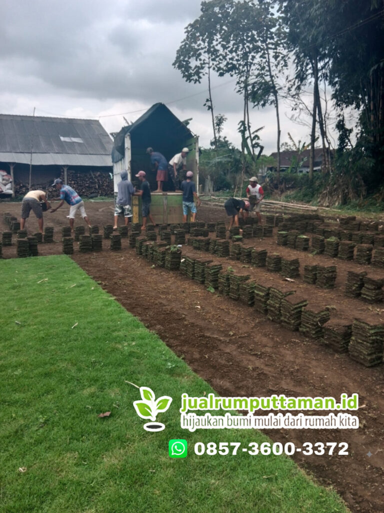 harga rumput taman kota cilegon