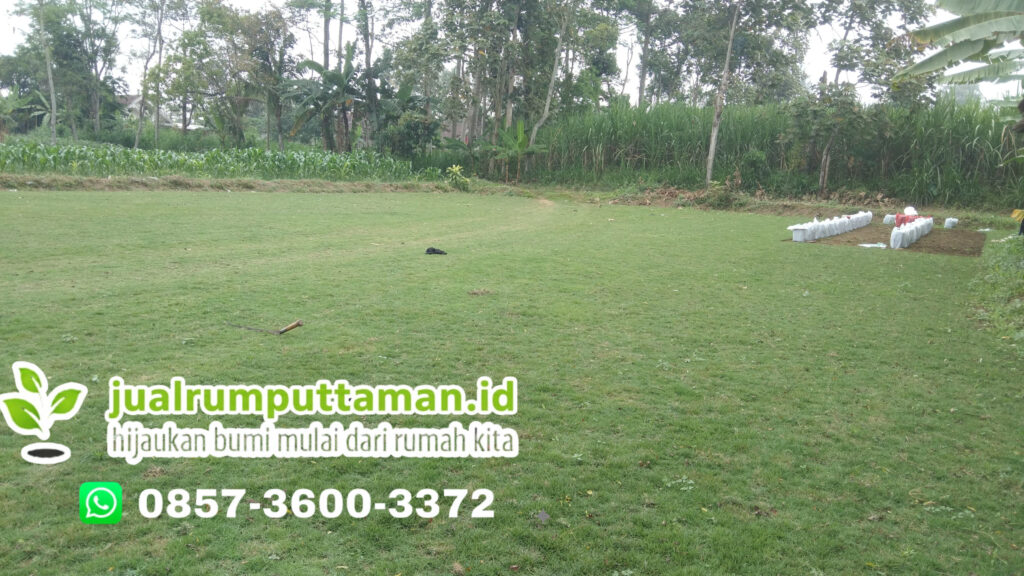 supplier rumput jepang sumedang