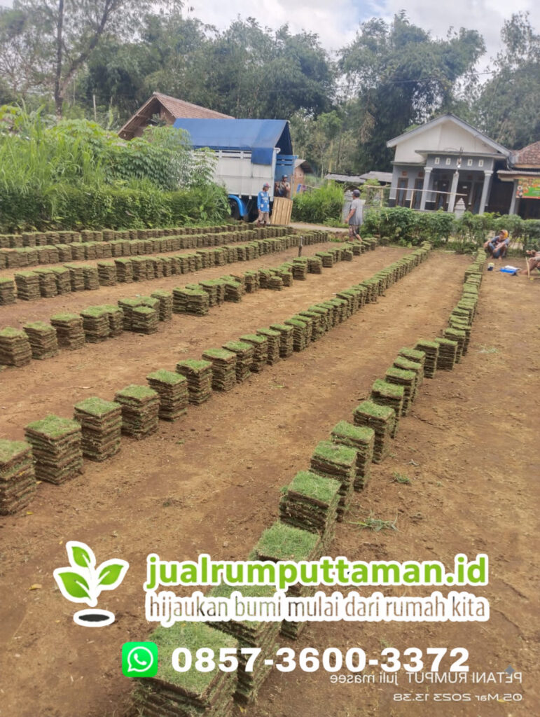 jual rumput jepang lebak