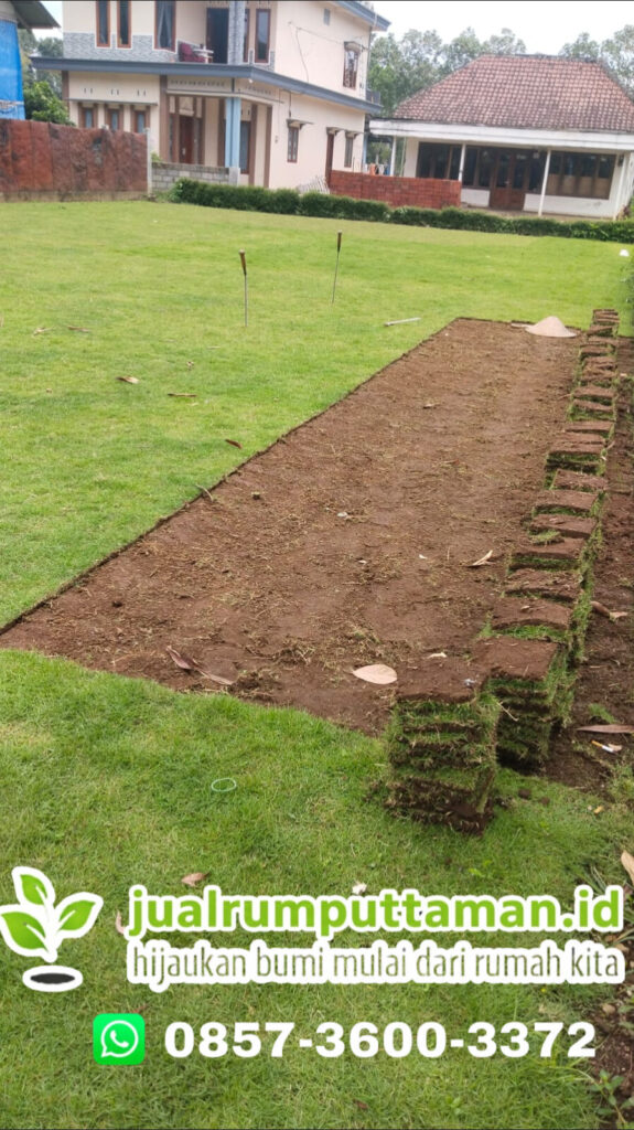 supplier rumput jepang kota sukabumi