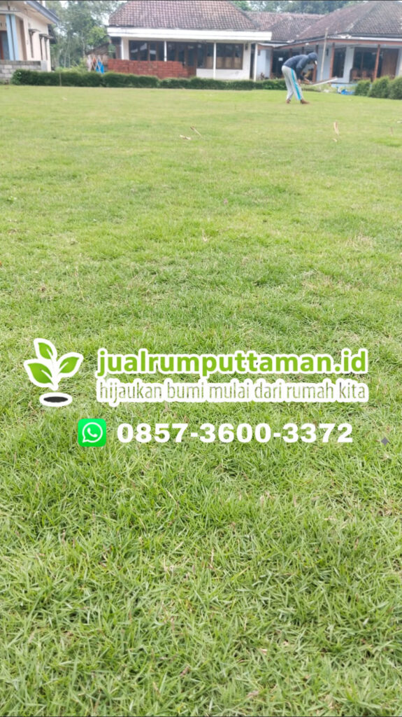 jual rumput jepang badung