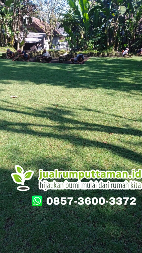 supplier rumput taman jakarta utara