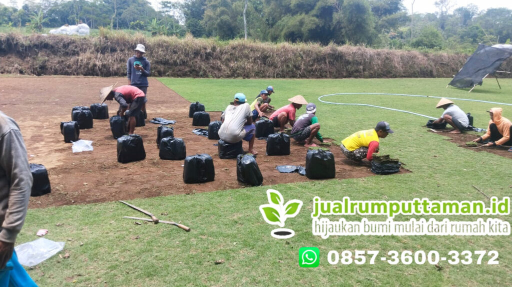 supplier rumput taman garut