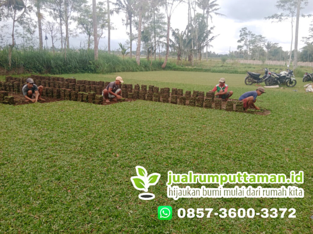 supplier rumput taman bandung