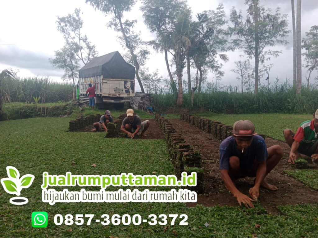 supplier rumput taman serang