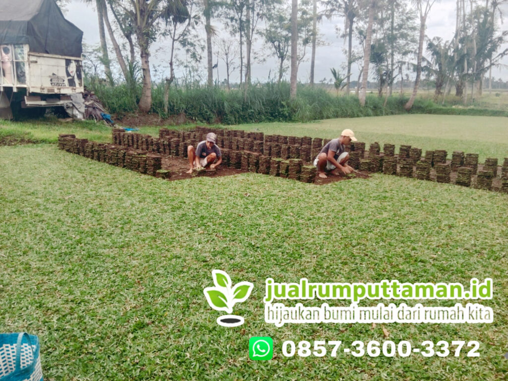 harga rumput taman garut