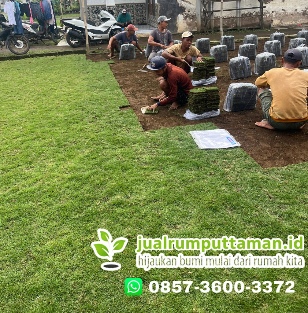supplier rumput taman tangerang