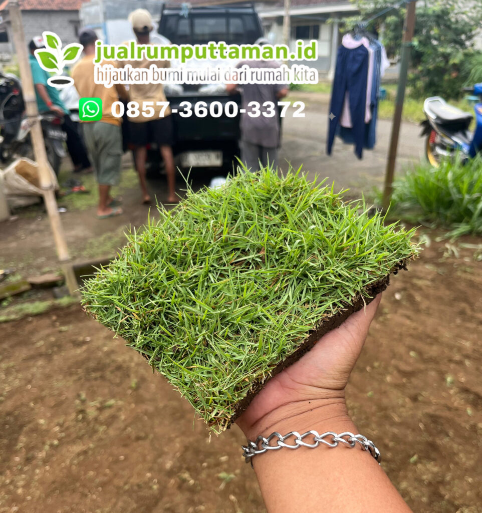 rumput taman badung bali