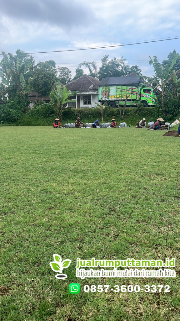 harga rumput taman karawang