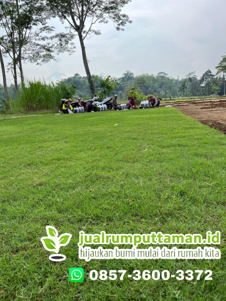 jual rumput jepang kota serang