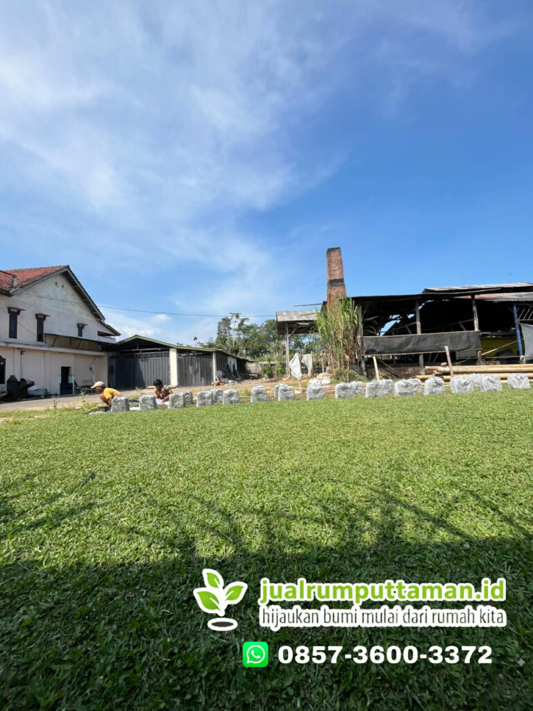 harga rumput taman badung bali