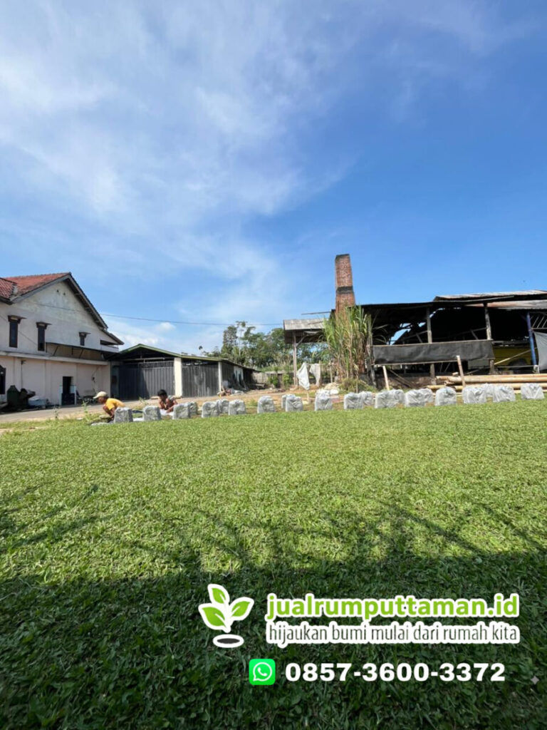 supplier rumput taman bogor terbaik