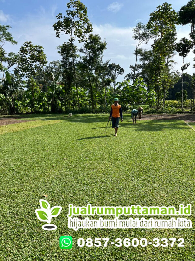 rumput taman kota depok