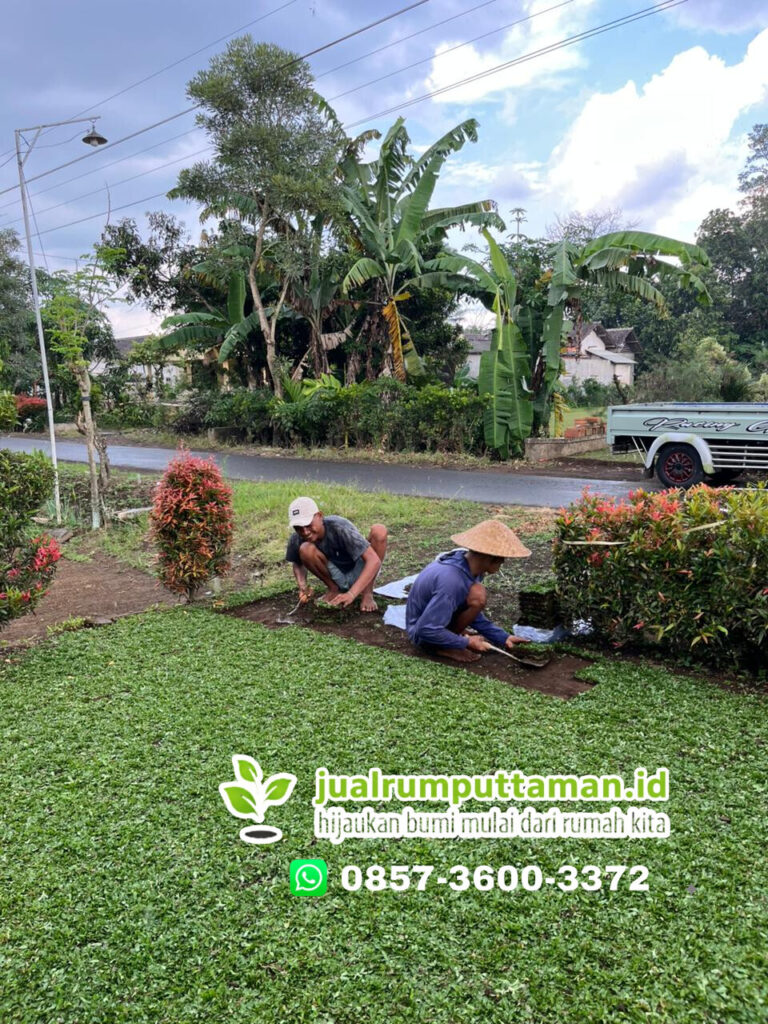 jual rumput taman serang