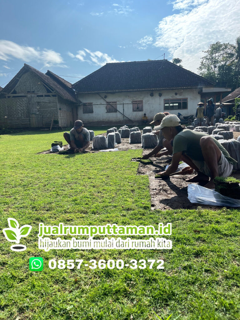 supplier rumput taman kota cimahi